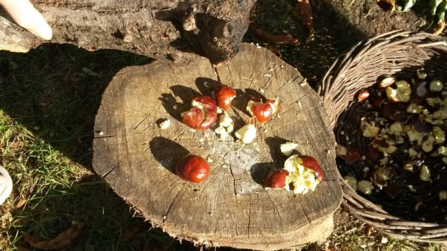 Kastanienwaschmittel (4)