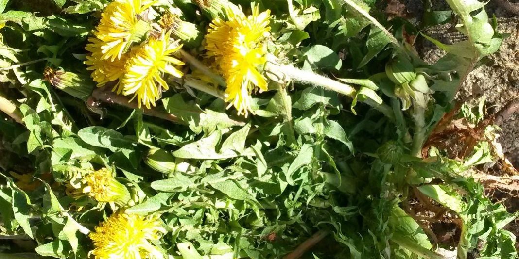 Löwenzahnprojekt (4)