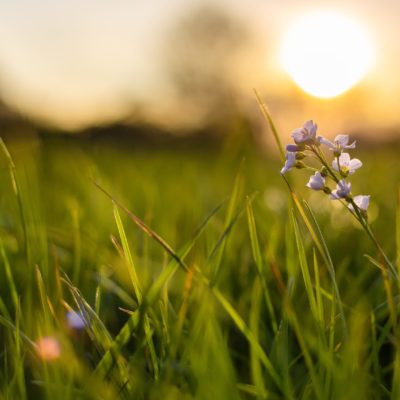 A closeup shot of a tiny flower growing in fresh green grass with a blurred background